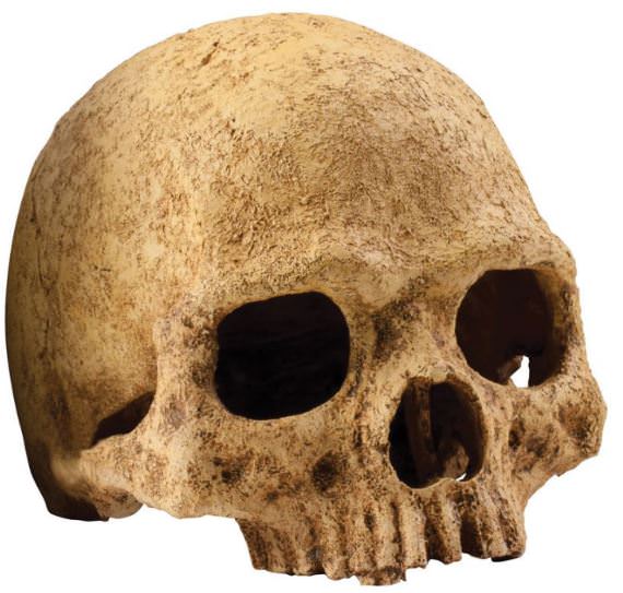 Primate Skull / Cachette sûre