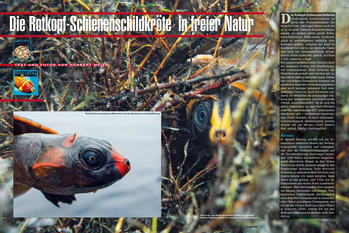 Marginata 40 - Rotkopf-Schienenschildkröten
