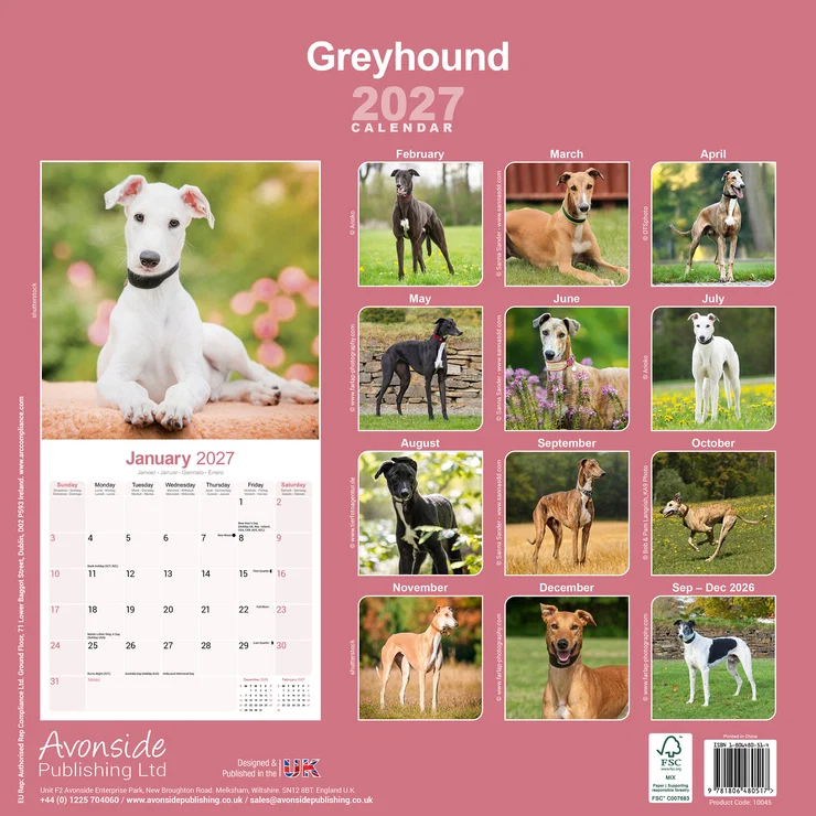 Calendrier 2026 Carillon italien Italian Greyhound