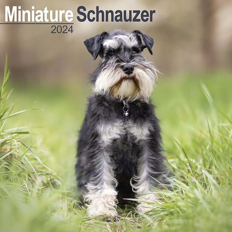 Calendar 2024 - Miniature Schnauzer