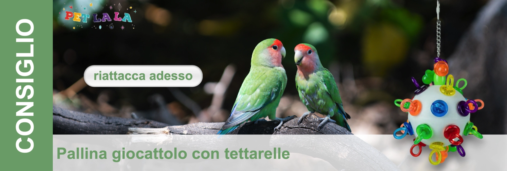 Due inseparabili dalla testa rosa, con piumaggio verde e testa rossa, sono appollaiati su un ramo. Uno guarda a sinistra, l'altro davanti a sé. A destra, appesa a una catena, c'è una pallina bianca con anelli colorati.