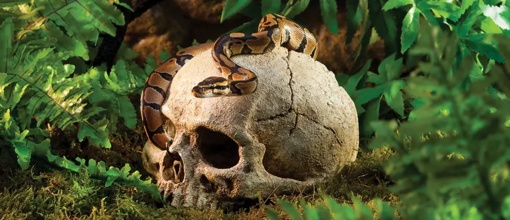 Primate Skull / Cachette sûre