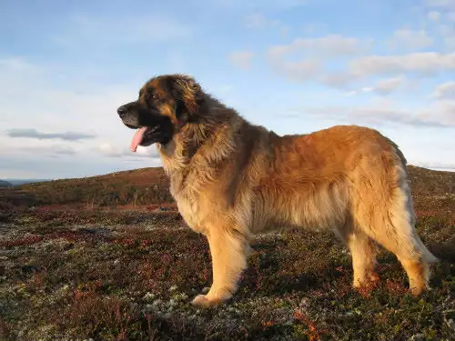 leonberger2 Leonberger