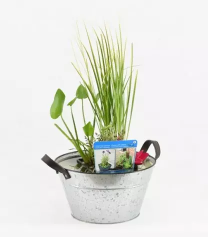 Terrassenteich Set - Zink Wanne