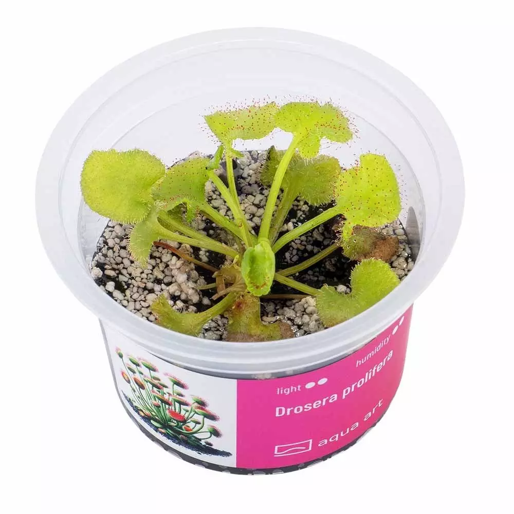 Drosera prolifera- carnivorous plant
