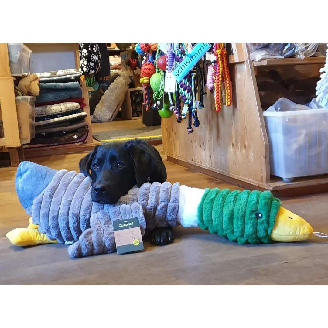 Ein schwarzer Hund liegt entspannt auf Holzboden und hat den Kopf auf ein großes, weiches Hundespielzeug in Entenform gelegt. Es ist grau gerippt, mit weißem Abschnitt und grünem Kopf mit gelbem Schnabel. Hund blickt in Kamera.