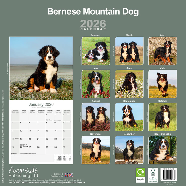 Calendar 2026 Bernese Mountain Dog - Bernese Mountain Dog