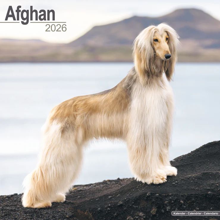 Kalender 2026 Afghane - Afghanischer Windhund