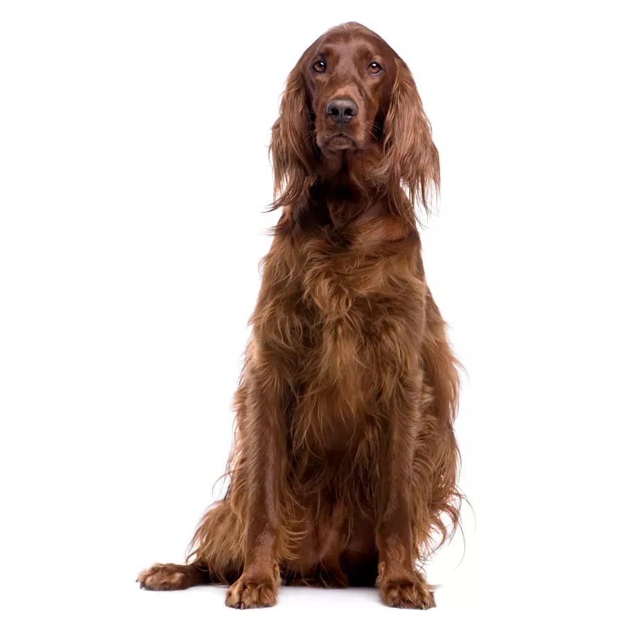 Irish Setter