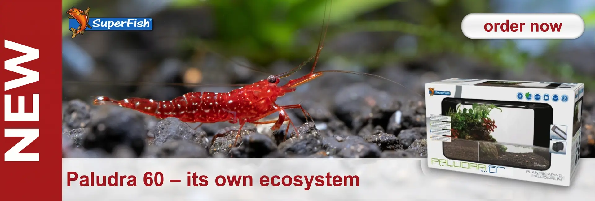 A bright red dwarf shrimp with white spots sits on dark gravel against a backdrop of blurred green plants. On the right is the packaging for the SuperFish Paludora 60 paludarium with planted décor, along with ‘NEW’ and ‘order now’.