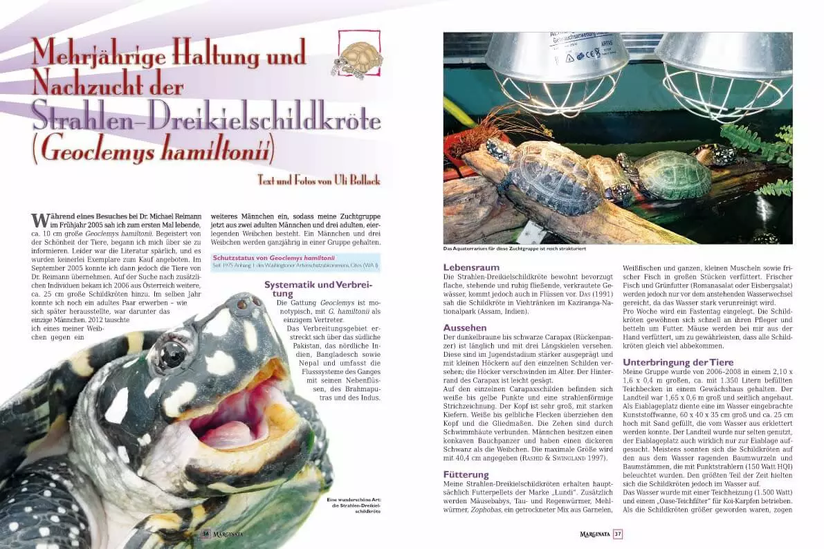 Marginata 38 - Schildkrötenhybriden