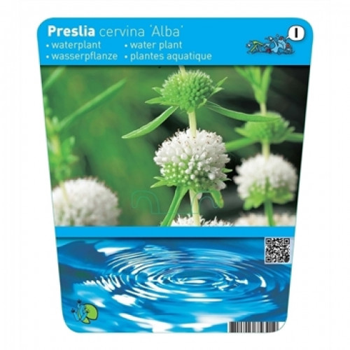 Label of an aquatic plant "Preslia cervina 'Alba'" with close-up of the plant and graphic of waves.