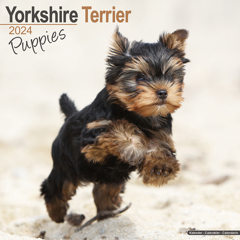 Calendar 2024 Yorkshire Terrier - Yorkie - Puppies