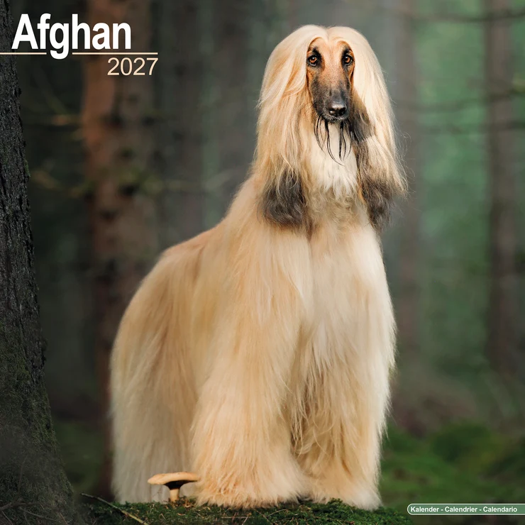 Calendrier 2026 Afghane - Lévrier afghan