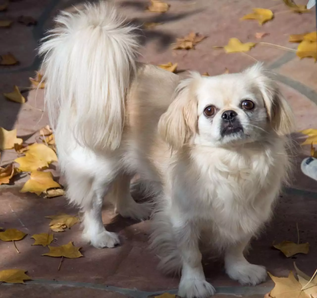 pekinese Pekinese