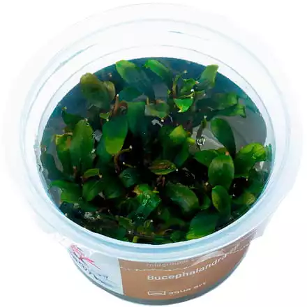 Bucephalandra sp. Brownie