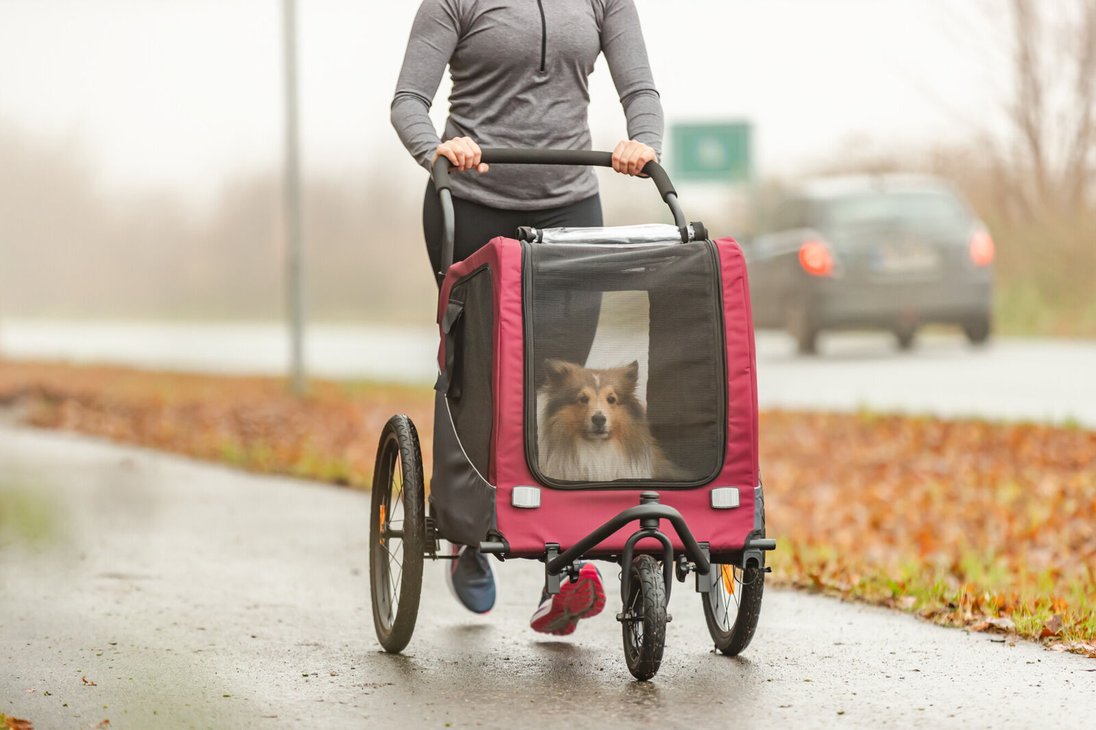 Eine Person in grauer Sportkleidung schiebt einen roten Hundebuggy auf nassem Asphalt. Ein Shetland Sheepdog blickt aus dem vorderen Netzfenster. Am Wegrand liegen orange-braune Herbstblätter, im Hintergrund fährt ein Auto vorbei.