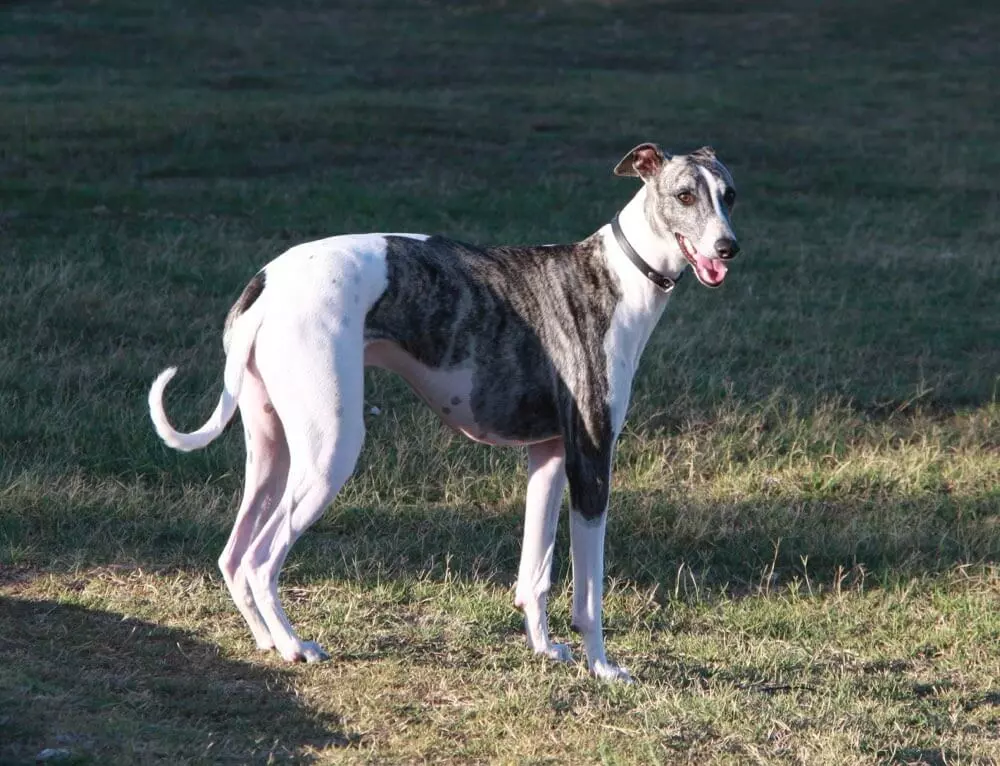 greyhound2 Greyhound