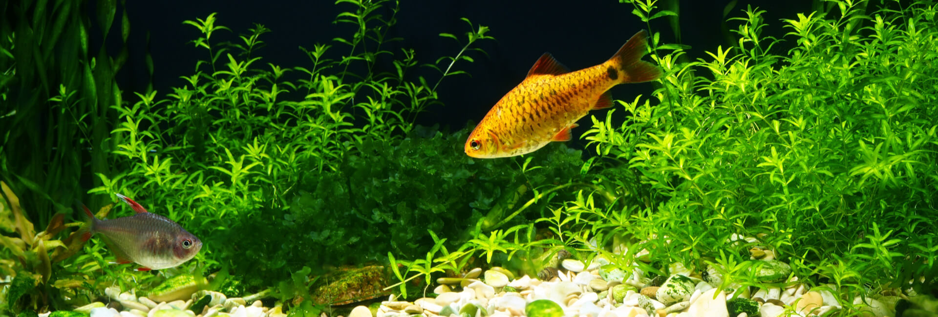 Aquarium Pflanzen Nordamerika