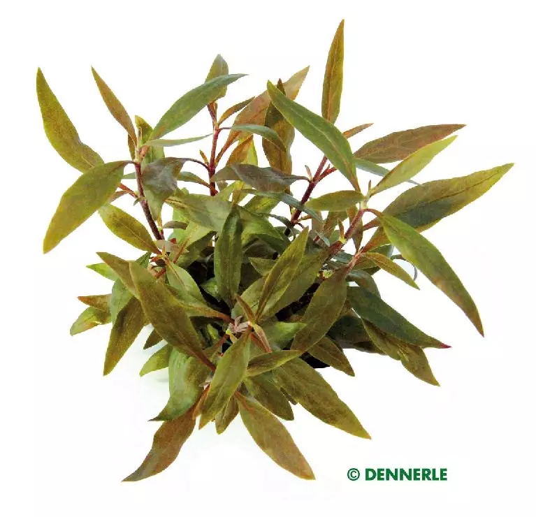 Dennerle Alternanthera reineckii Mini