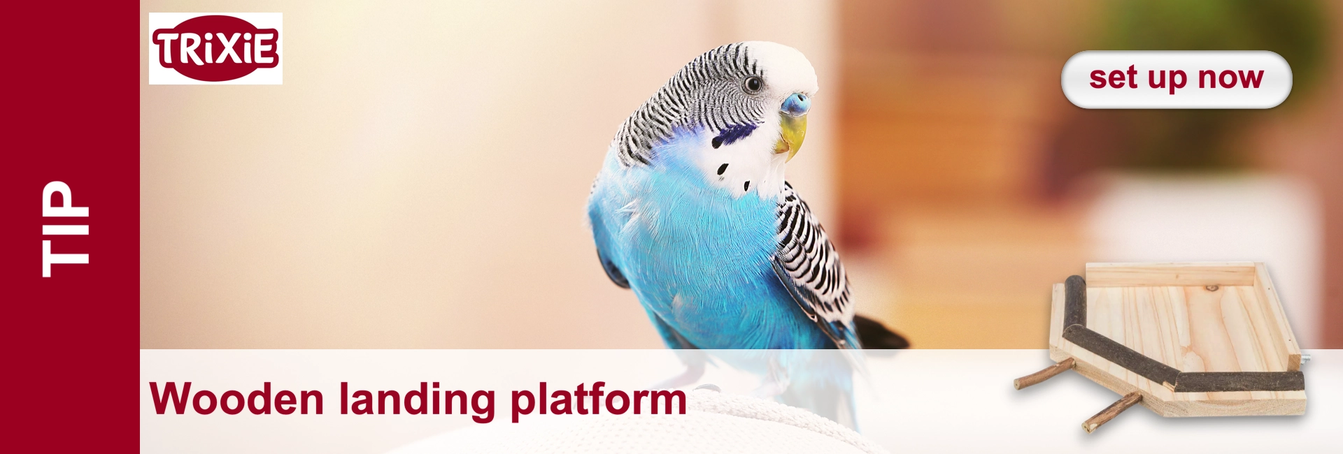 Close-up of a light blue and white budgerigar and a wooden platform.