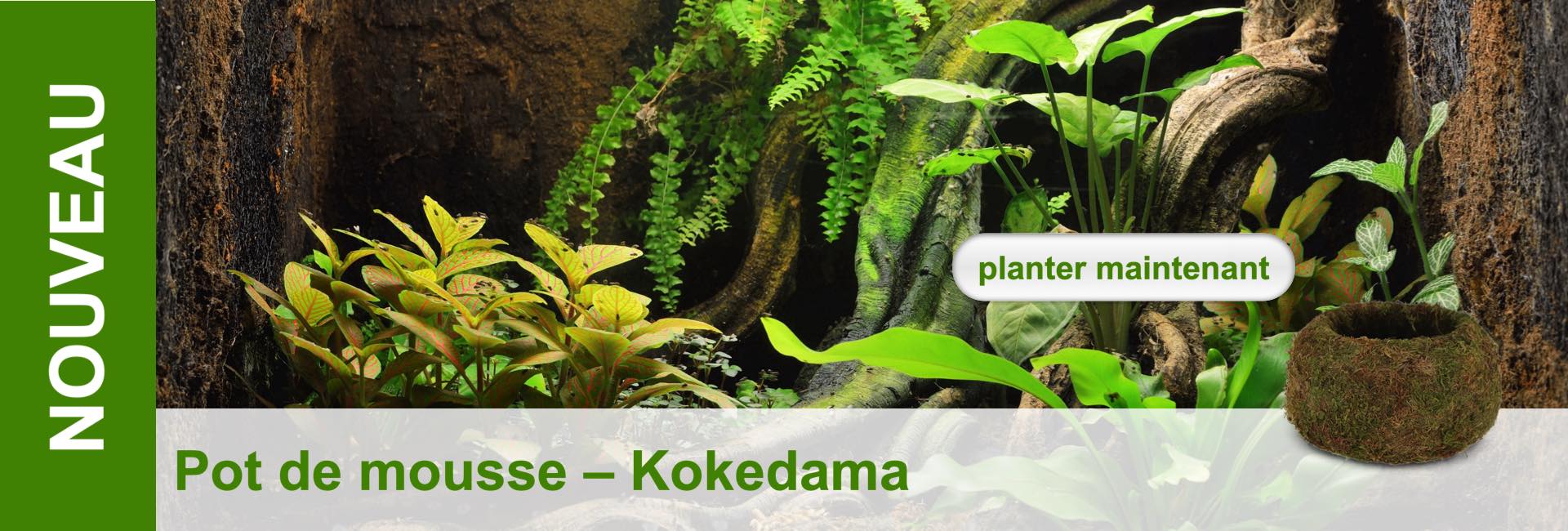 Arrangement de type jungle avec plantes luxuriantes, boule de mousse et texte : "Nouveau", "Pot de mousse - Kokedama", "planter maintenant".
