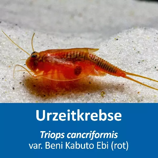 Grosses Urzeitkrebs Komplettset Grosses Urzeitkrebs Komplettset