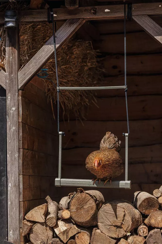 Beeztees Chicken swing