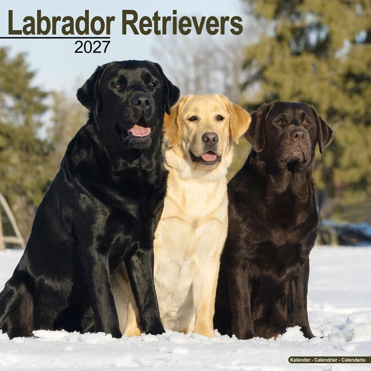 Kalender 2027 Labrador Retriever (Mixed)