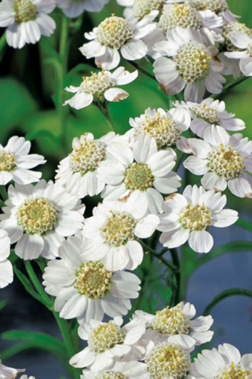 Close-up of many small, white flowers with yellowish-green centres and green stems.