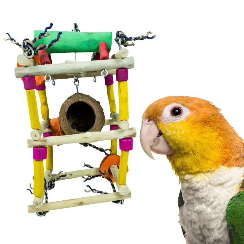 Un caique jaune-orange à la poitrine blanche observe avec curiosité une balançoire colorée pour oiseaux, faite de bois, de corde et d'anneaux ; au milieu est suspendue une coque de noix de coco qui lui sert de cachette.