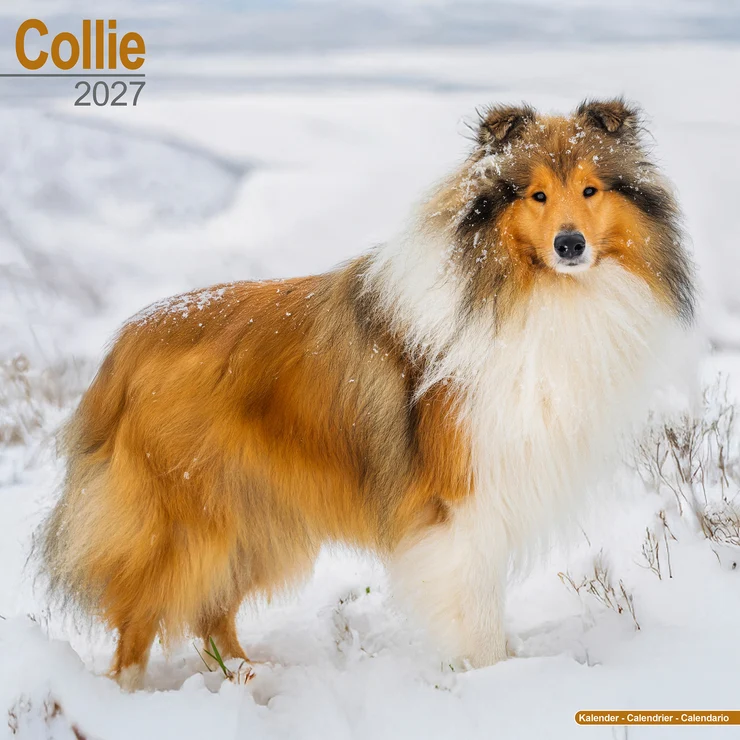 Calendar 2025 Collie