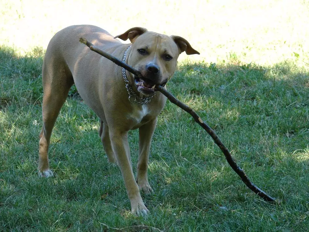 american American Staffordshire Terrier