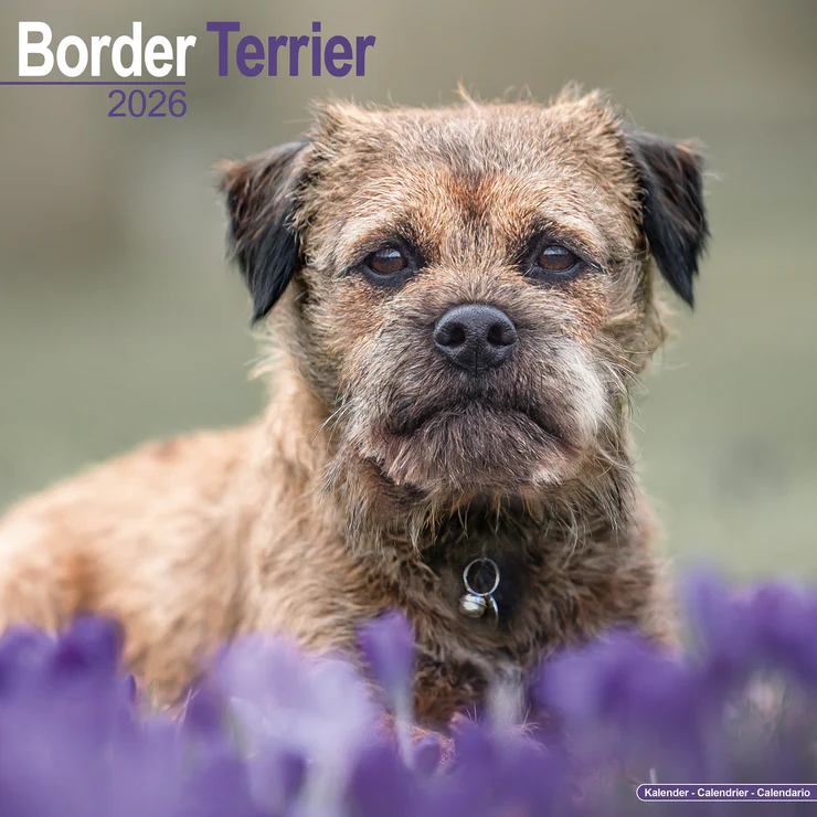 Close-up of a brown Norwich Terrier with collar in front of purple flowers. Calendar 2026.
