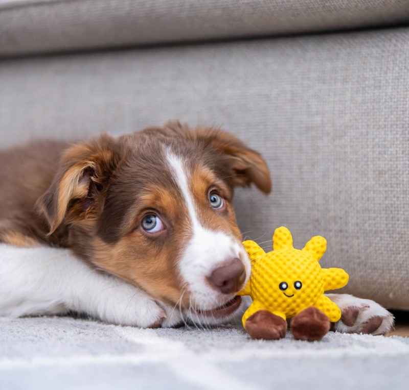 Un adorable chiot brun et blanc aux yeux d'un bleu éclatant est allongé sur un tapis gris et regarde droit devant lui. À côté de sa patte se trouve un jouet Quapas! jaune en forme de soleil. À l'arrière-plan, un canapé beige.
