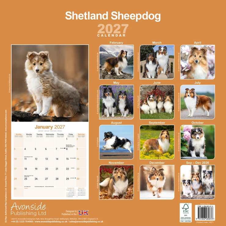 Kalender 2027 Shetland Sheepdog