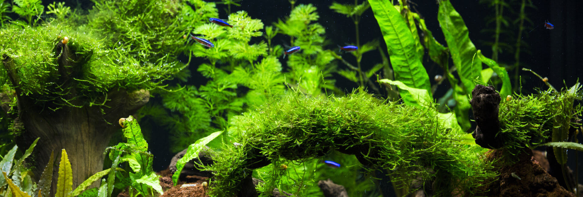 Aquarium Pflanzen auf Dekor