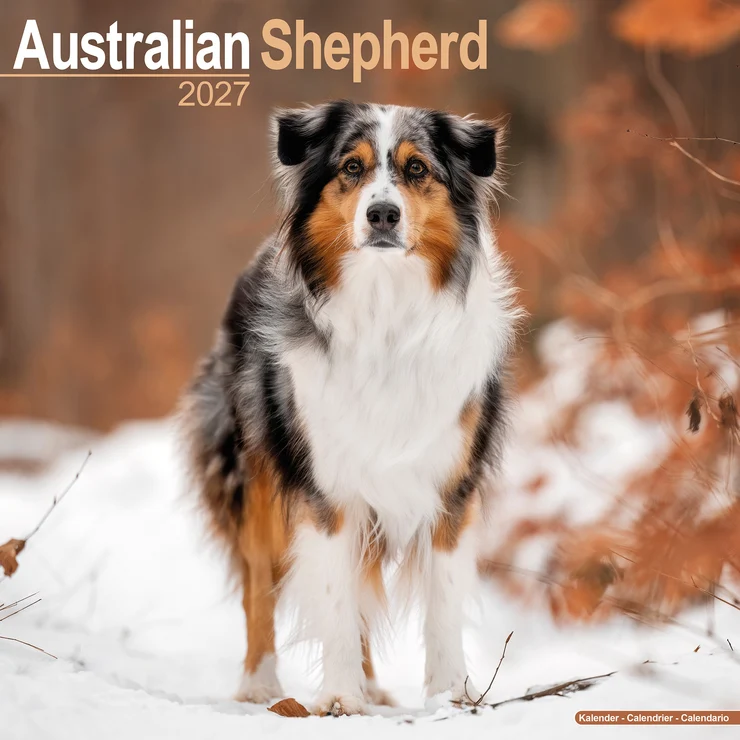 Calendrier 2026 Berger australien - Aussie