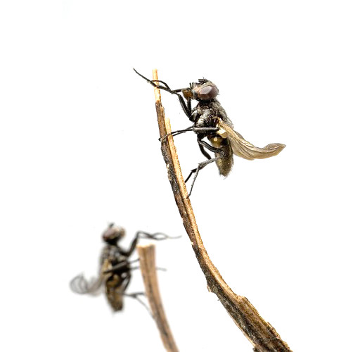  Stubenfliegen (Musca domestica)