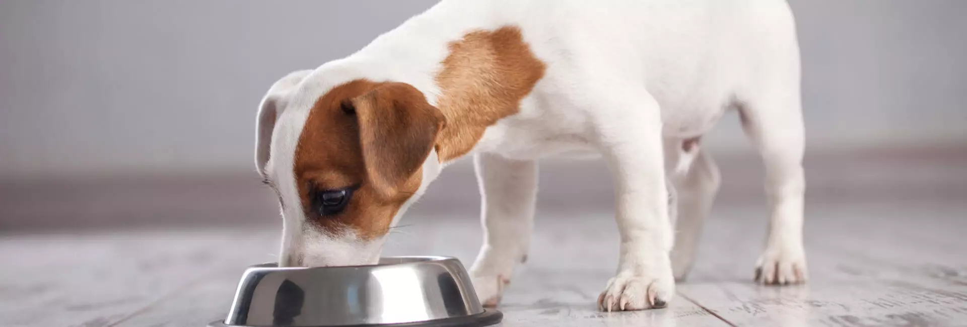 Hundefutter Flocken Hundefutter Flocken