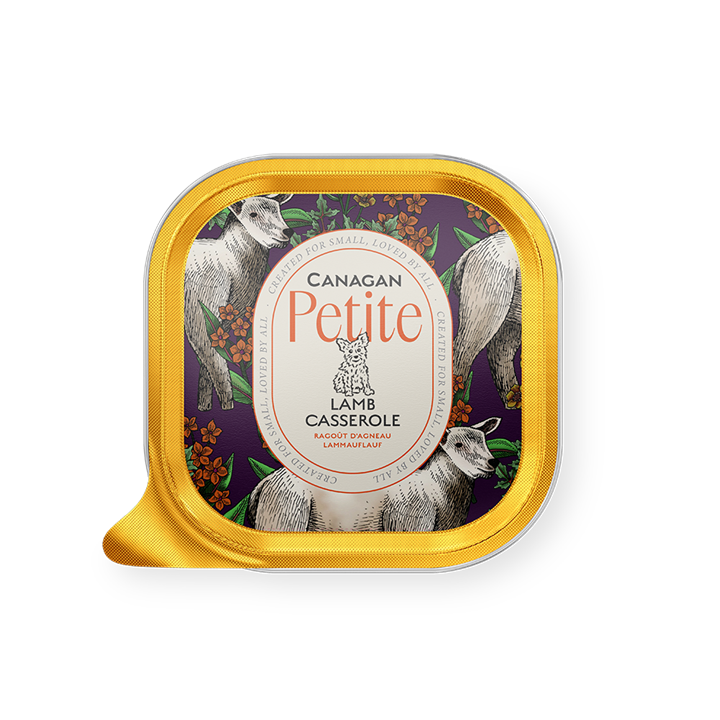 Barquette carrée en aluminium doré « Canagan » Petite Lamb Casserole, nourriture humide pour petits chiens. Couvercle violet orné d’agneaux blancs et fleurs orange. Étiquette ovale crème : « Canagan Petite », chien, « Lamb Casserole ».