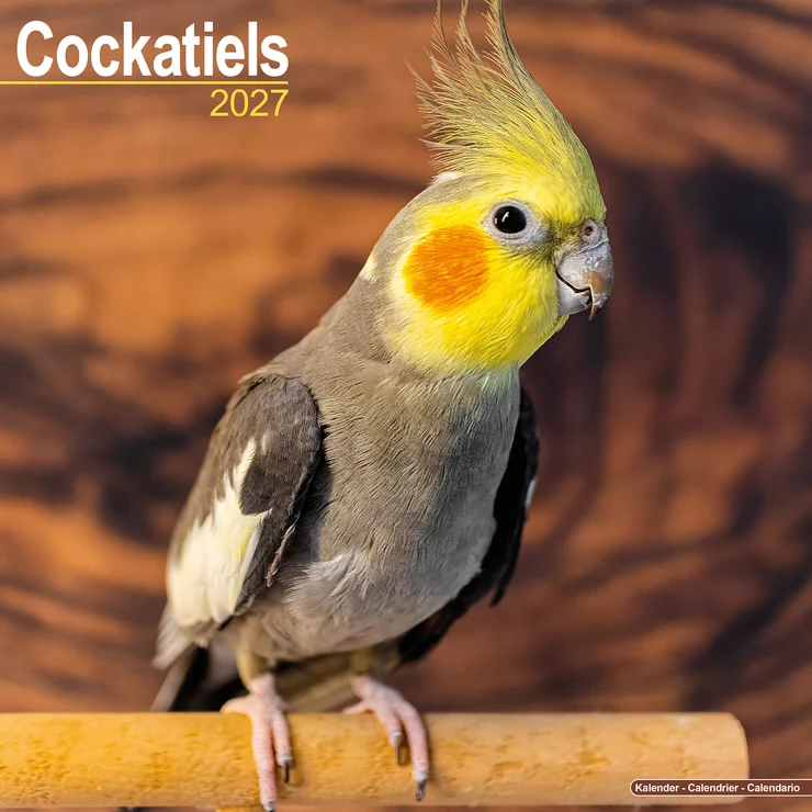 Kalender 2027 Nymphensittich - Cockatiels