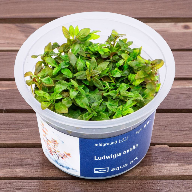 Ludwigia ovalis Invitro Aquarienpflanze