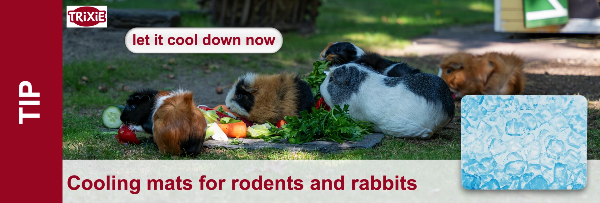 Colourful guinea pigs are consuming fresh vegetables such as cucumbers, peppers and plenty of parsley in an outdoor setting. A black-and-brown variant, a brown-and-white variant and a white-and-black-spotted variant are clearly visible.