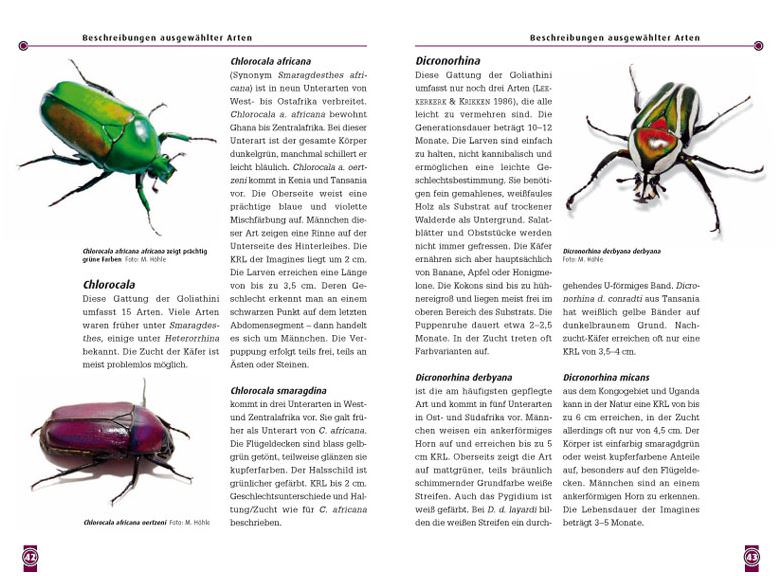 The african rose chafer