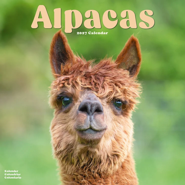 Kalender 2027 Alpacas