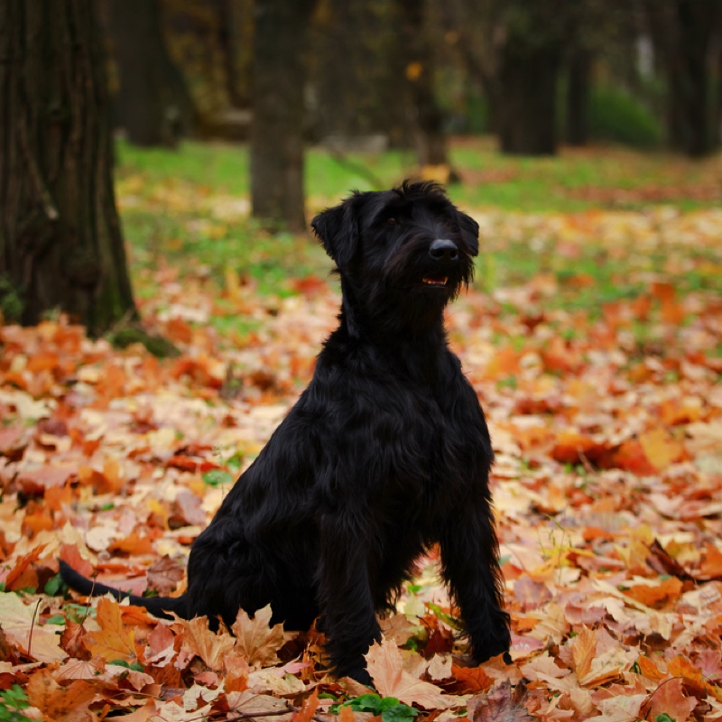 Schwarzer Riesenschnauzer sitzt auf Herbstlaub. Der Hund blickt aufmerksam zur Seite. Bäume im Hintergrund.