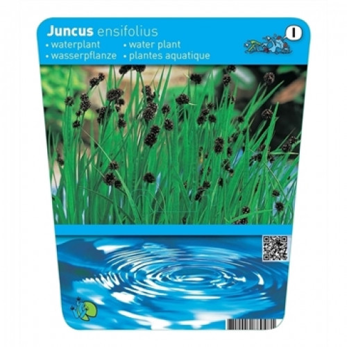 Label of an aquatic plant: "Juncus ensifolius" with green stalks and dark, spherical inflorescences, below a water surface with waves.
