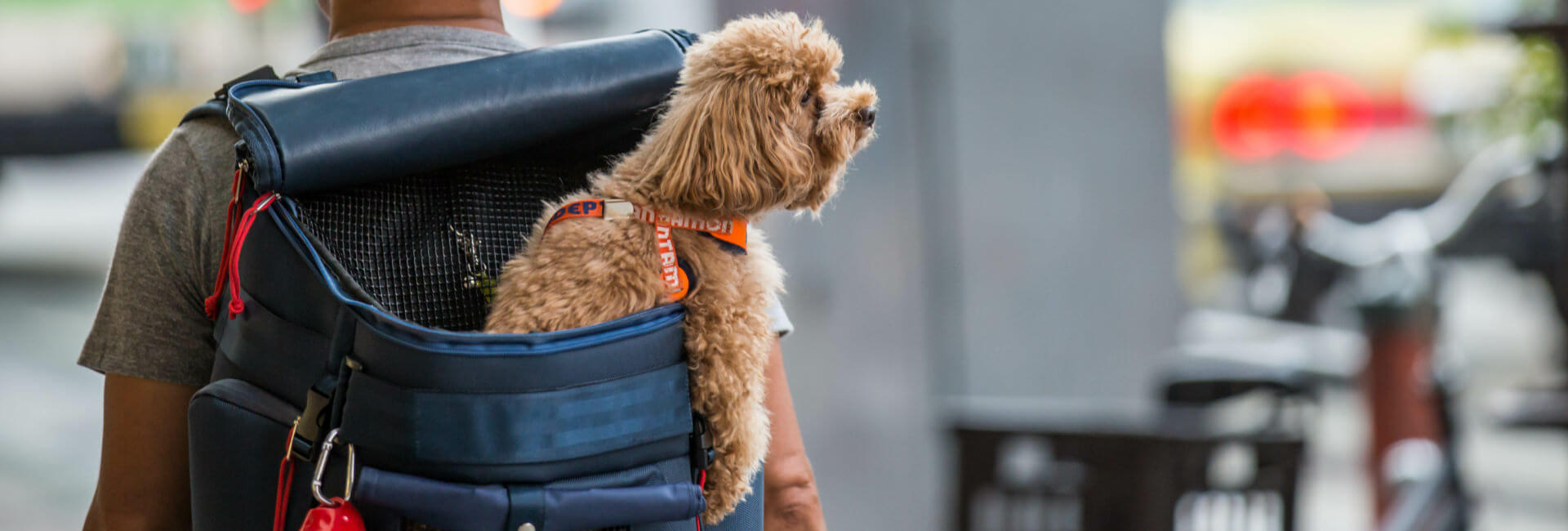 Hunde Rucksäcke Hunde Rucksäcke