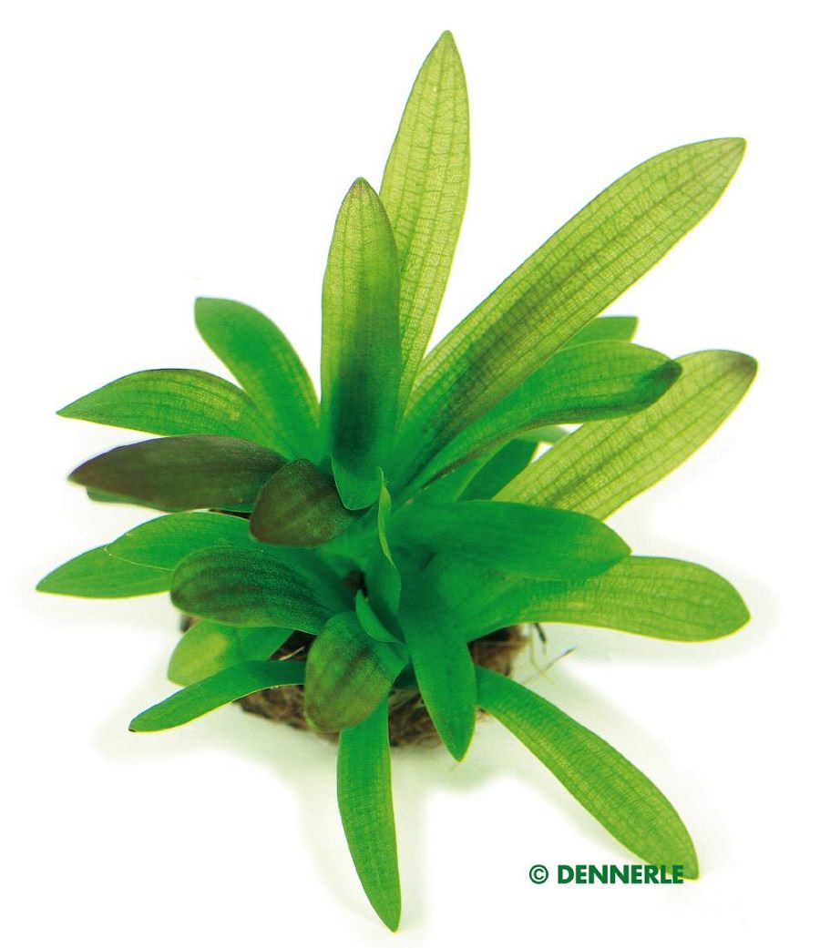 Dennerle Sagittaria platyphylla - Breittblättriges Pfeilkraut